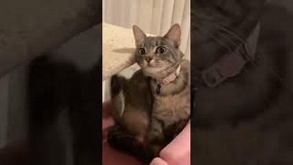 Cat Can't Quite Scratch Her Itch