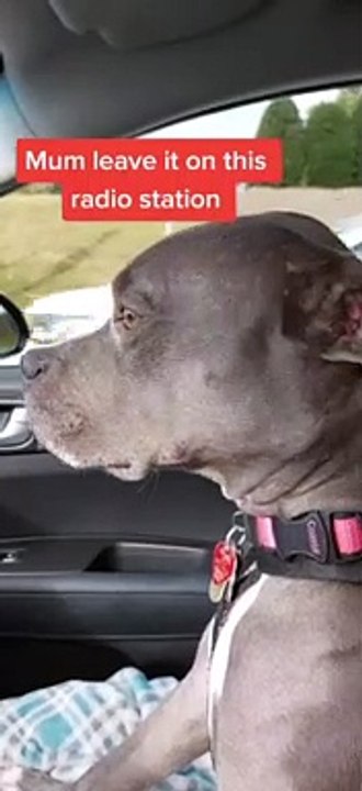 Cute Funny Dog Grooving To The Music In A Car - Looks Like This Funny Dog Is Having A Great Time