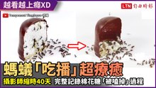 喜歡看吃播嗎？攝影師40天縮時 完整記錄螞蟻大軍「嗑掉」棉花糖