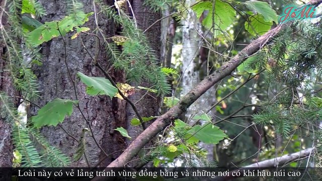 Ong bắp cày khổng lồ châu Á – Loài ong nguy hiểm nhất thế giới