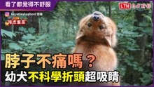 特技寵物篇9-7》「脖子這樣折不痛嗎？」幼犬折頭看飼主 怪癖超不科學
