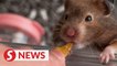 Hong Kongers rush to adopt threatened hamsters
