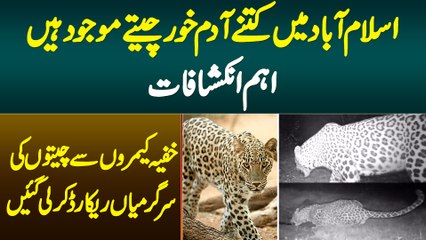 Islamabad Me Kitne Wild Leopards Hain? Khufia Camera Ne Wild Leopards Ki Activities Record Kar Li