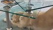 Dog Hilariously Slides On Table Glass