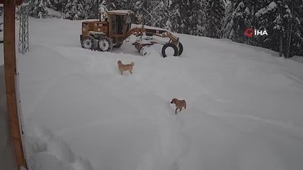 Yaylada mahsur kalan köpeklere devlet sahip çıktı