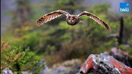 Le Hibou grand-duc  dans les Monts du Matin