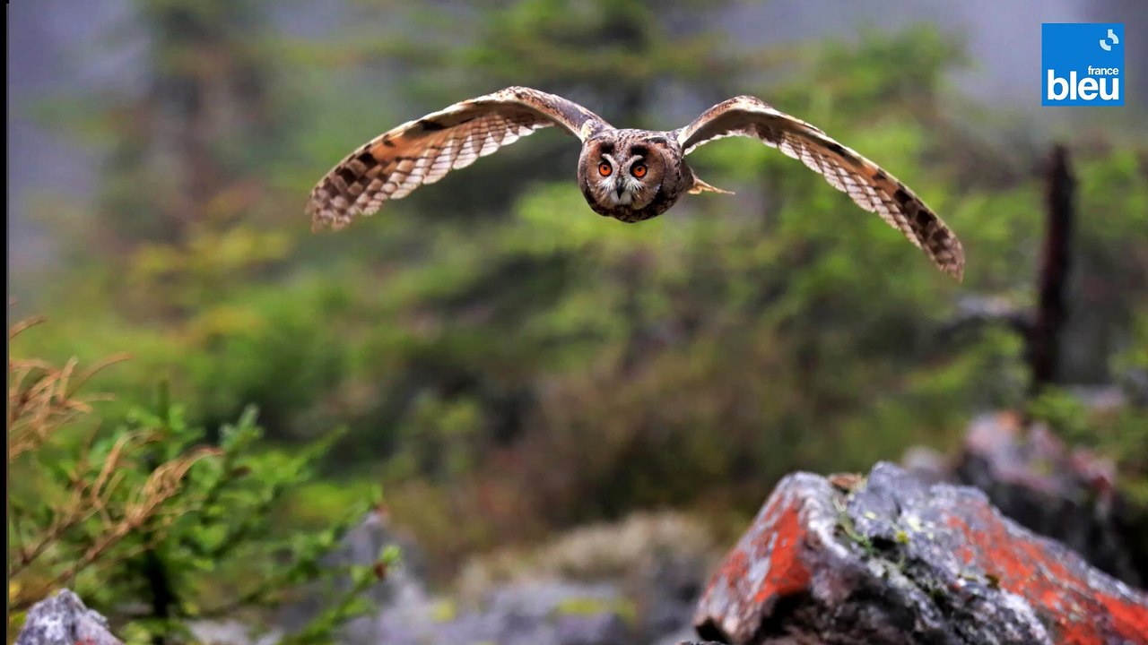 Le Hibou grand-duc  dans les Monts du Matin