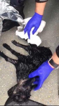 DONMAK ÜZERE OLAN YENİ DOĞMUŞ YAVRU KEÇİYİ SAĞLIK EKİPLERİ KURTARDI - YENİDEN