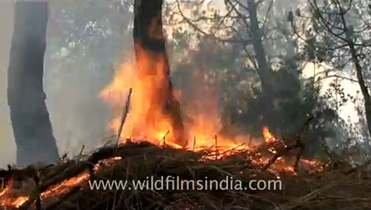 Forest fire in the Himalaya...