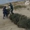 Bassin d'Arcachon: Des sapins de Noël recyclés pour lutter contre l'érosion de la dune