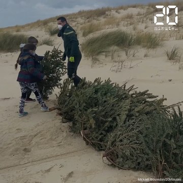 Bassin d'Arcachon: Des sapins de Noël recyclés pour lutter contre l'érosion de la dune