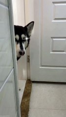 Anjing yang pintar mencuri uang  #dailymotion