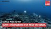 Tahiti : découverte d'un récif de corail intact et gigantesque !