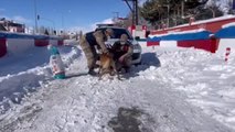Son dakika haber... Jandarma dondurucu soğukta sokak hayvanlarını unutmadı