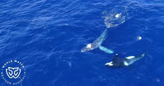 En Australie, un groupe d'orques a libéré une baleine à bosse prise au piège dans un filet de pêche