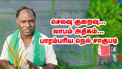 செலவு குறைவு லாபம் அதிகம்... பாரம்பரிய நெல் சாகுபடியில் கலக்கும் நெல் செல்வம் _ Traditional paddy