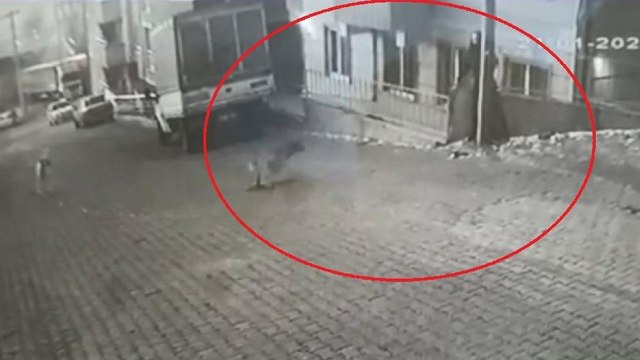 Karne almak için okula giden genç kıza sokak köpekleri saldırdı