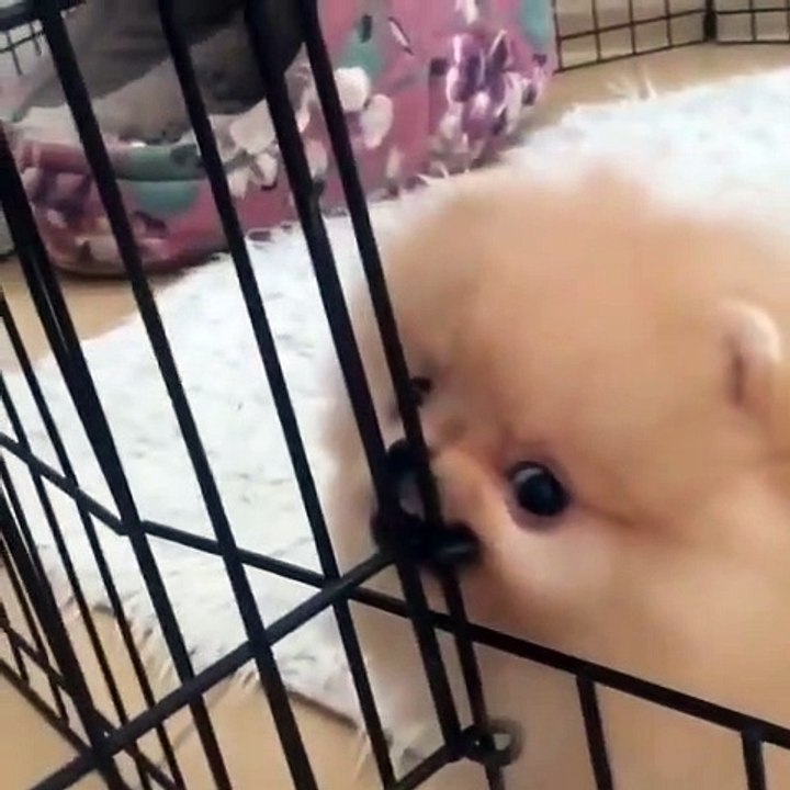Cute Dog - #13