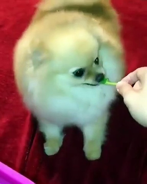 Cute Dog - #15