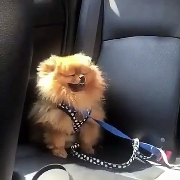 Cute Dog - #18