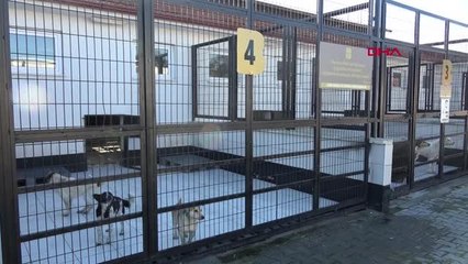 BALIKESİR'DE HER YIL BİNE YAKIN KİMSESİZ CAN DOSTLAR SAHİPLENDİRİLİYOR