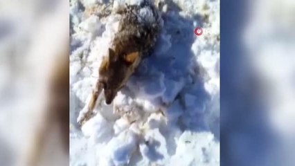 Donan tilkiyi çoban köpeği buldu