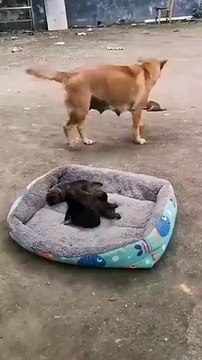 Anne köpek yavrularını soğuktan korumaya çalışıyor