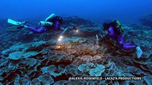 Au large de Tahiti, un récif de coraux géants découvert