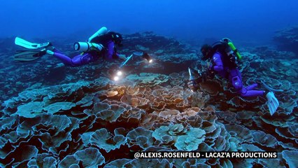 Au large de Tahiti, un récif de coraux géants découvert