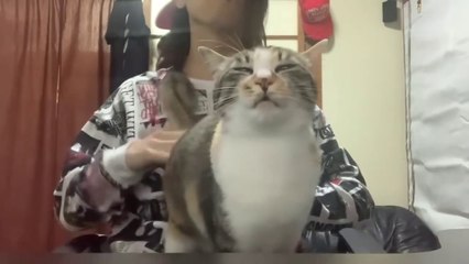 【Youtube95万再生】ネコケツドラムでDISH//の「猫」叩いてみた Spanking the cat - DISH// - Neko