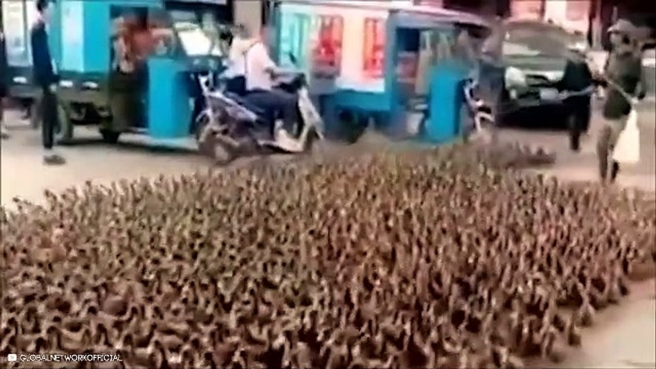 hewan hewan yang berkeliaran di jalan raya