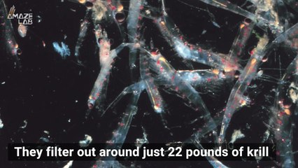 Here’s Why Whales Don’t Choke When They Take in a Bus-Full of Water While Eating