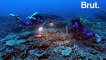 Un incroyable récif corallien profond découvert en Polynésie française