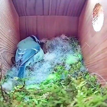 Un oiseau crée son nid dans cette maison de bois en quelques instants