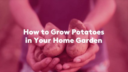 How to Grow Potatoes in Your Home Garden