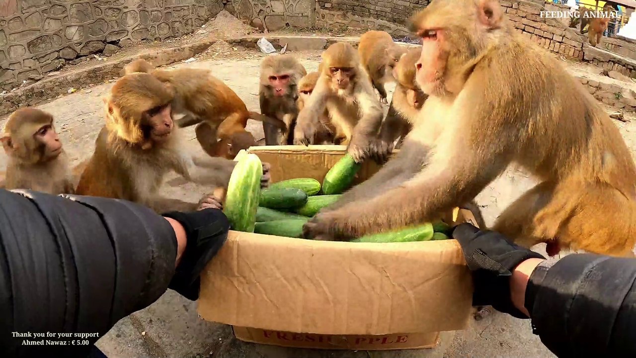 monkey love cucumber || feeding cucumber to the wild monkey || monkey eating cucumber | monkey video