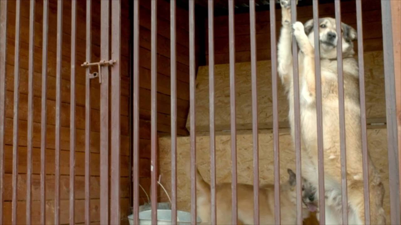 Mississippi Shelter Still Searching for "Perfect" Home for Badly Burned Dog, Buddy