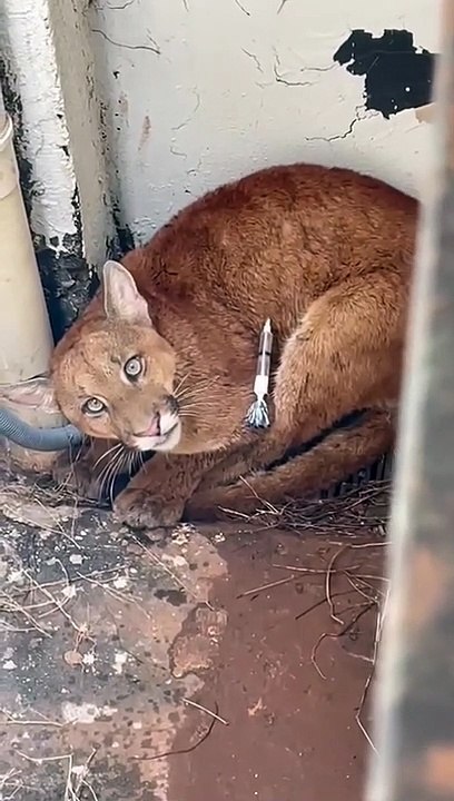 Onça-parda encontrada em quintal de Goioerê é resgatada após 7 horas de trabalho