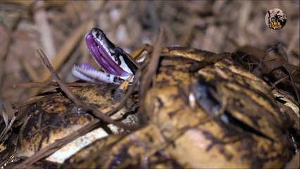 Скачать видео: Assistez à la naissance de serpents sortants de l'oeuf