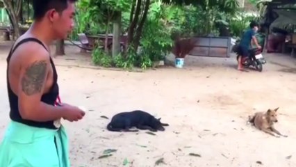 (COBA KALIAN TAHAN TAWA ) Troll Prank Dog Funny & fake Lion and Fake Tiger Prank To dog