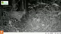 Vídeo flagra onça-parda em Parque das Araucárias em SC