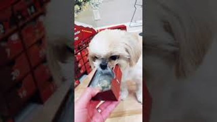 Dog Advent Calendar Gone Wrong