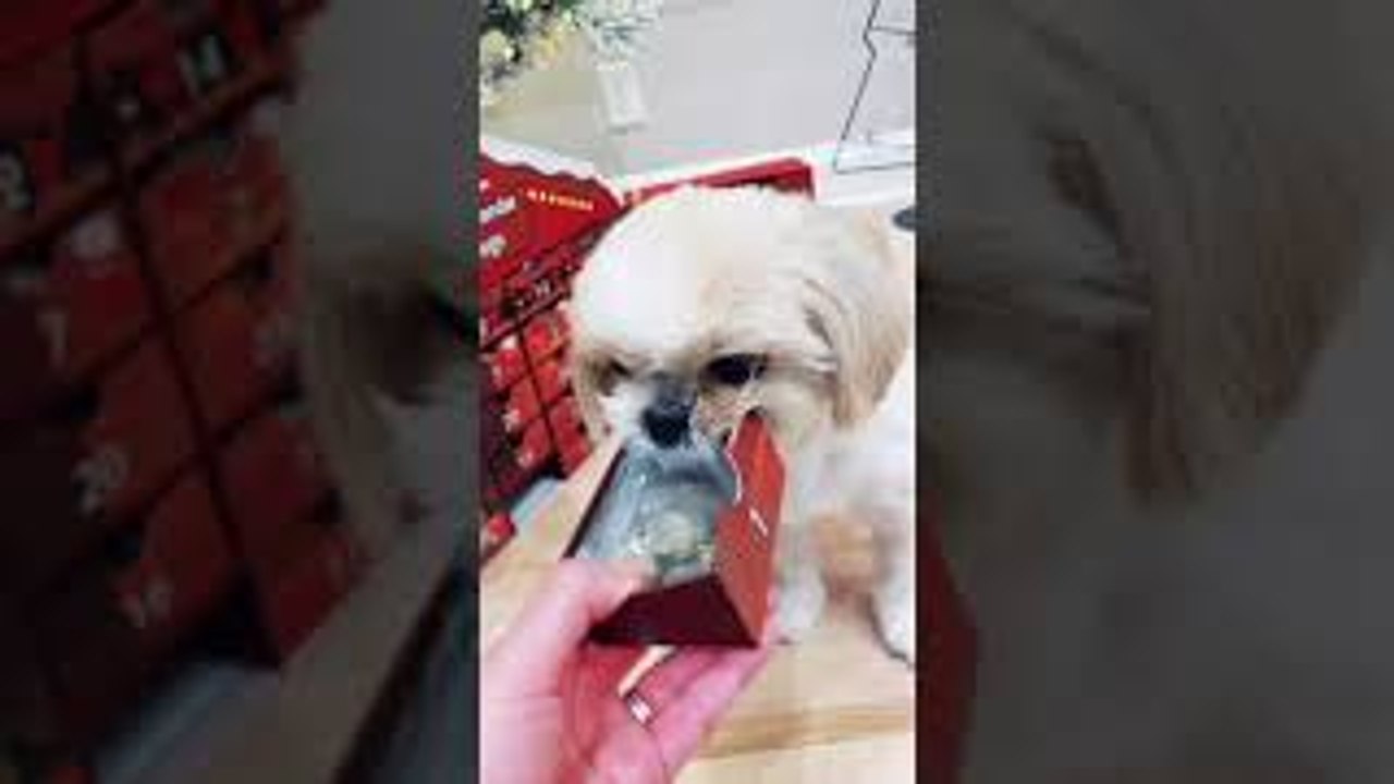Dog Advent Calendar Gone Wrong