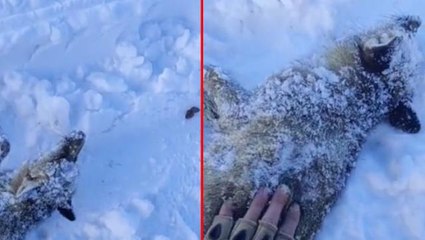 Acı içindeki inleme seslerine koşan adam, karı elleriyle kazınca donmak üzere olan tilkiyi buldu