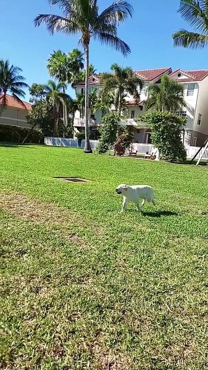 English Labrador Retriever with a Long 34-Foot Jump
