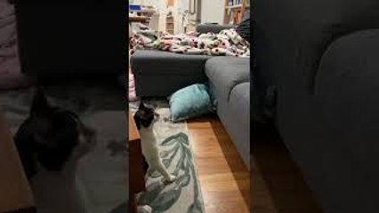 Cat With Cerebellar Hypoplasia Determined to Climb Couch