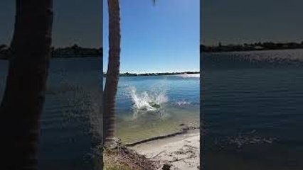 English Labrador Retriever with a Long 34-Foot Jump