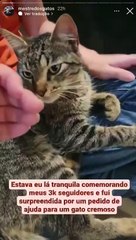Um lar para Dengo: resgatadora de gatos busca tutores para animal com doença rara