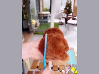 Funniest animals you won't see ever