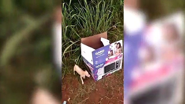 Cachorrinhos abandonados em estrada rural foram resgatados
